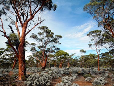 South Australian Mediterranean Forests, Woodlands & Scrub (AU5)