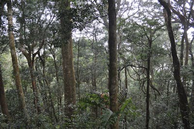 South China Subtropical Evergreen & Monsoon Forests (IM13)
