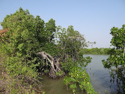 North Indomalayan Deserts & Scrub Forest (IM4)