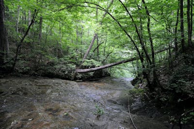 Interior Plateau & Southern Great Lakes Forests (NA23)