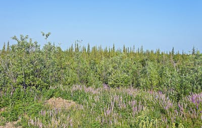 Northwest Canadian Taiga, Lakes, & Wetlands (NA7)
