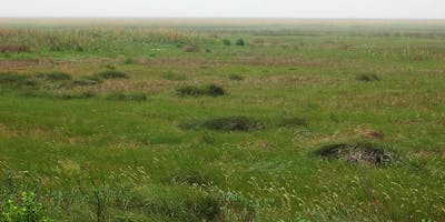 Western Gulf Coastal Grasslands (NA27)