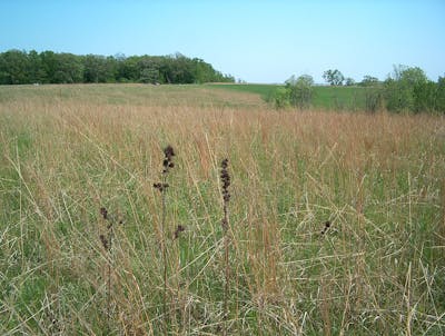 Midwestern Tallgrass Prairie & Forest Transition (NA21)