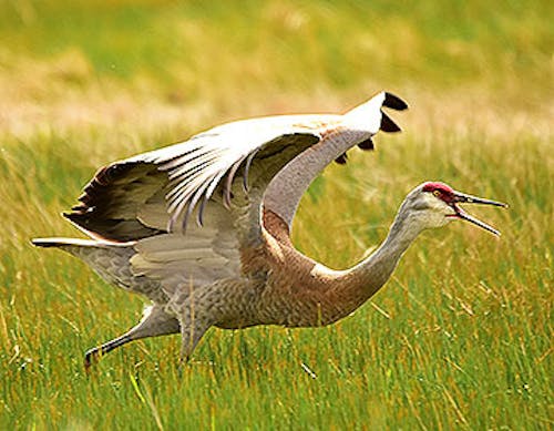 Sandhill crane (Antigone canadensis)