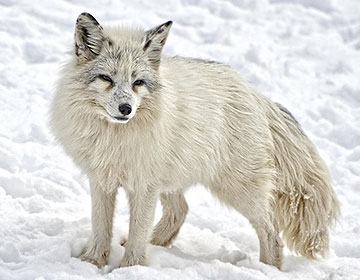 Arctic fox. Image credit: Pixabay