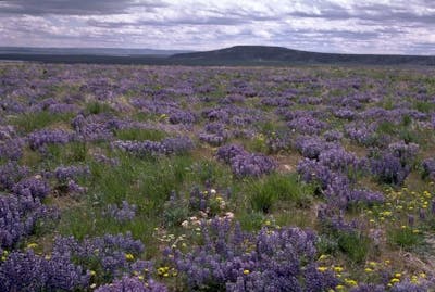 Great Basin & Columbia Steppe (NA18)