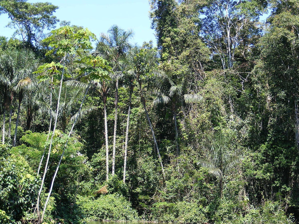 Western Amazonian Forests & Plains (NT18)