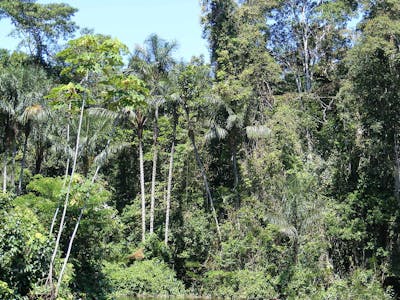 Western Amazonian Forests & Plains (NT18)