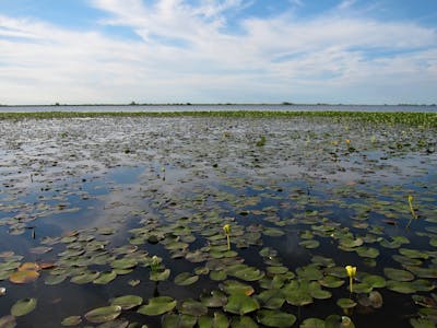 Chaco Grasslands (NT4)
