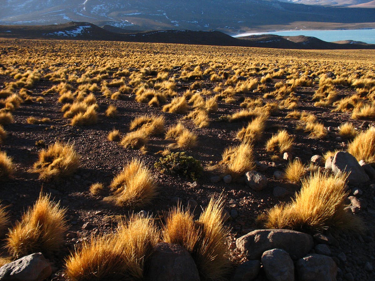 Andean Mountain Grasslands (NT5)
