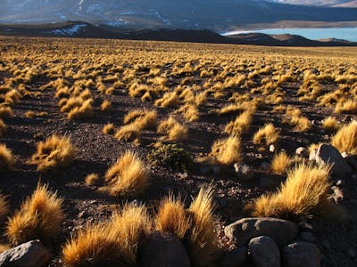 Andean Mountain Grasslands (NT5)
