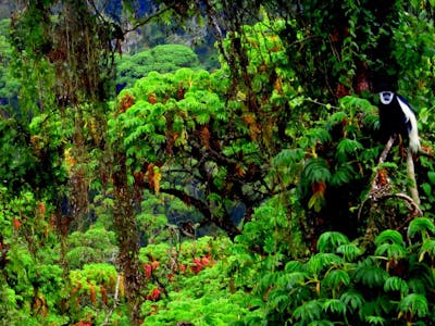 Lake Turkana-Sudd Grasslands, Bushlands & Forests (AT21)