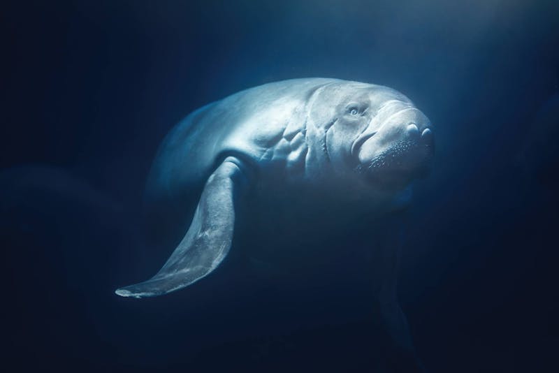 Amazonian Manatee (Trichechus inunguis).