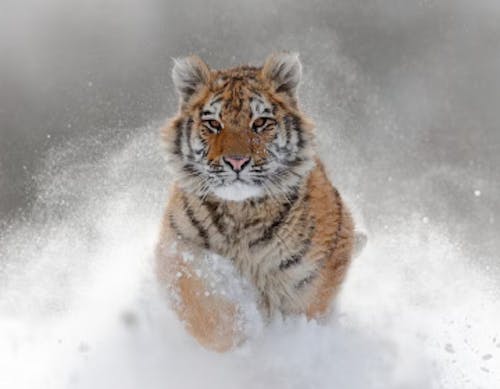 Amur or Siberian tiger (Panthera tigris altaica)