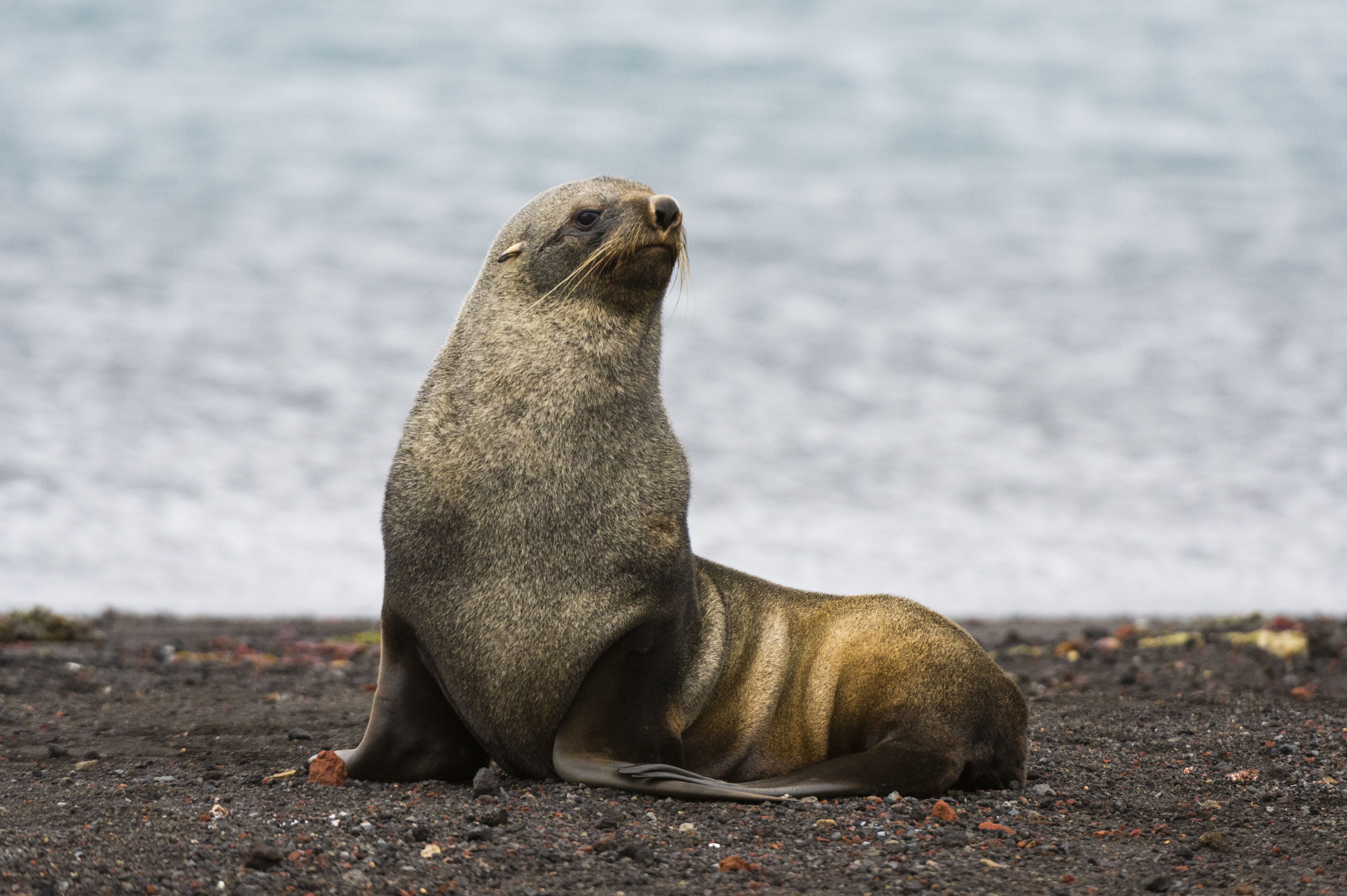 Antarctic fur seal (Arctocephalus gazella) on Deception Island, Antarctica. Image Credit: Image-Source, Envato.