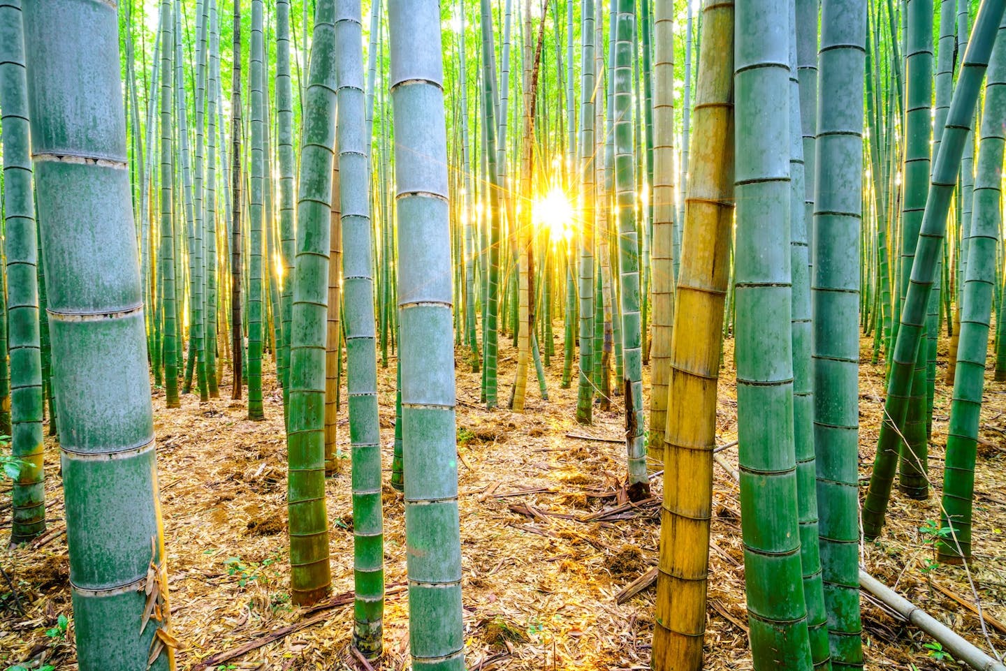 The wonders of bamboo groves: Nature’s climate solution and sustainable resource