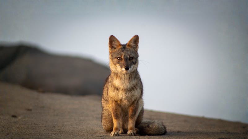 Sechuran fox. Image Credit: Renzo Tirado, Wiki Commons.