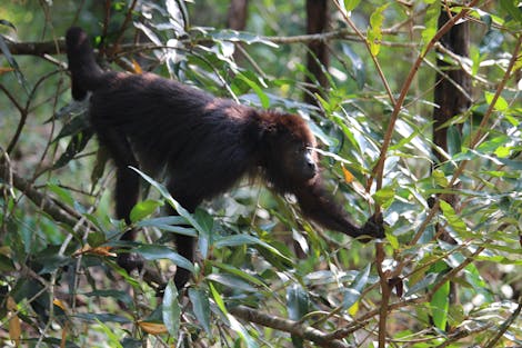 Belize’s biodiversity project CBSWCG