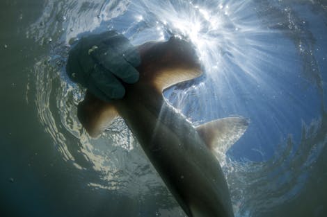 Revitalizing Wetlands for Endangered Hammerhead Sharks in Costa Rica