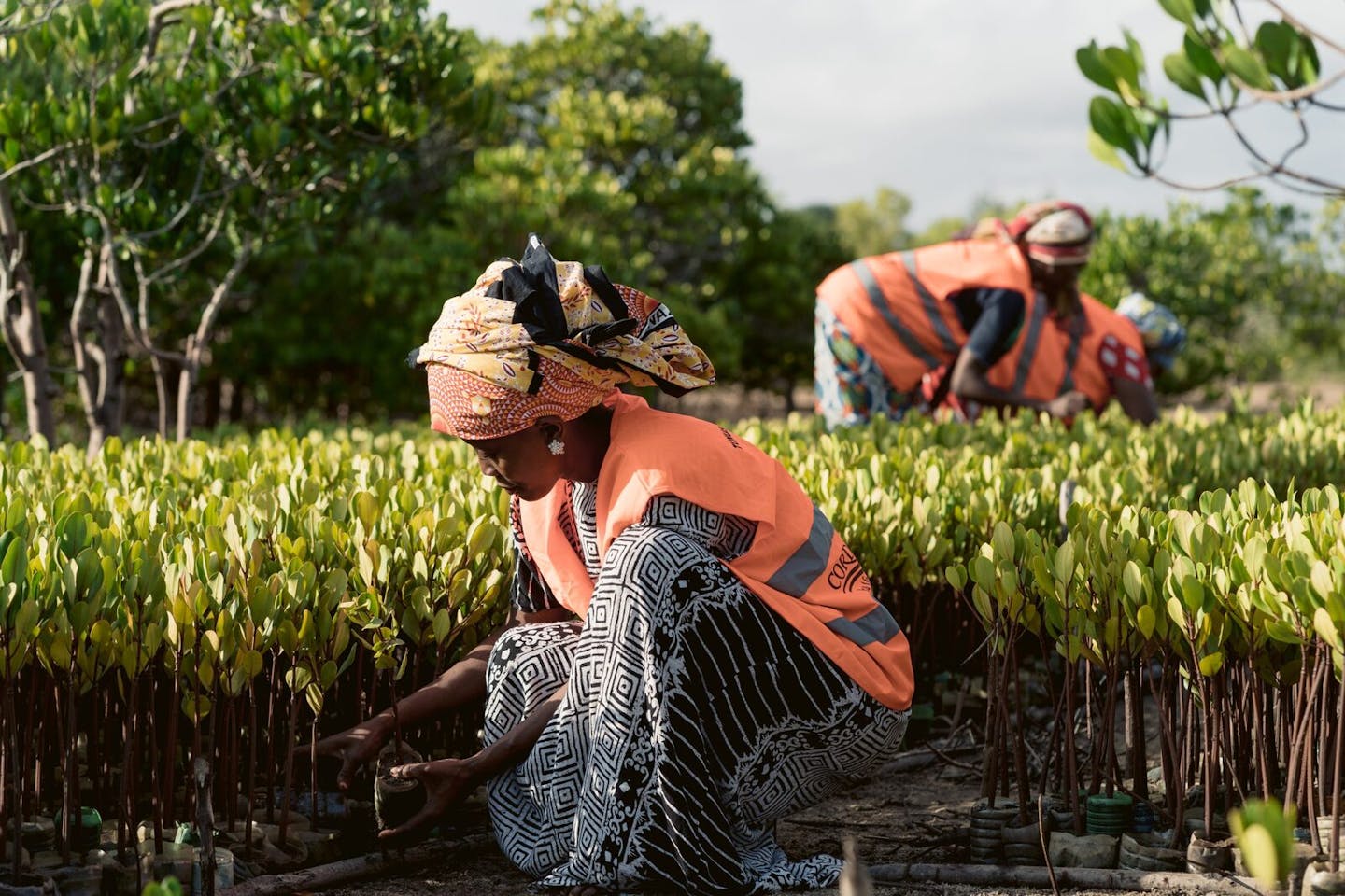 Restoring Kenya’s coastal mangroves: The work of the Munje Tunusuru Women’s Group