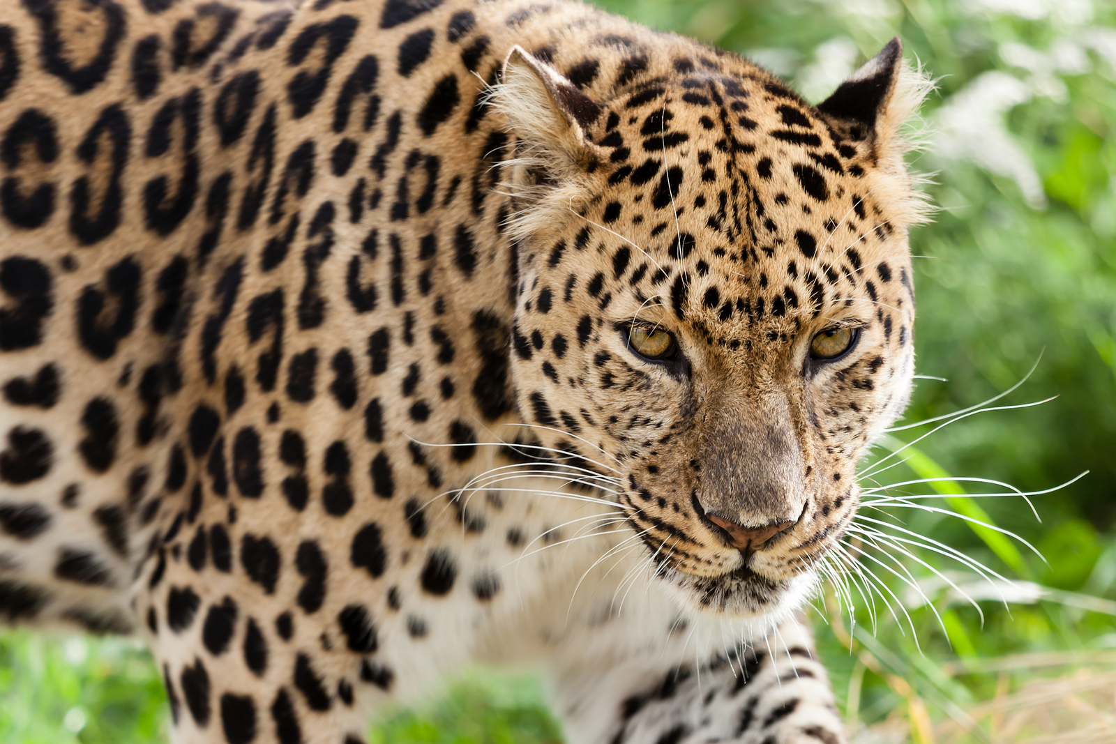 Each leopard’s rosette pattern is unique—like a fingerprint. Image Credit: © Scheriton, Dreamstime.