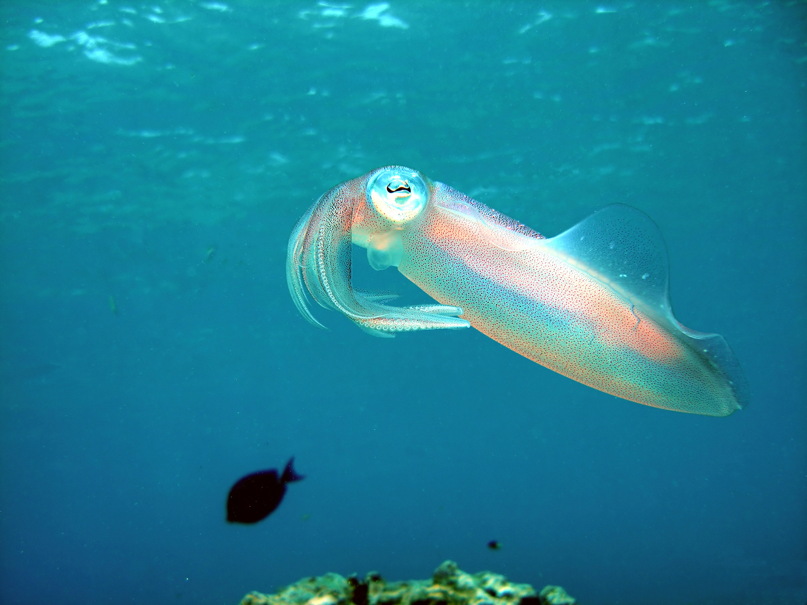 A translucent Caribbean reef squid shows the iridescent colors of his ever-changing skin. Image Credit: © Deborah Coles, Dreamstime.