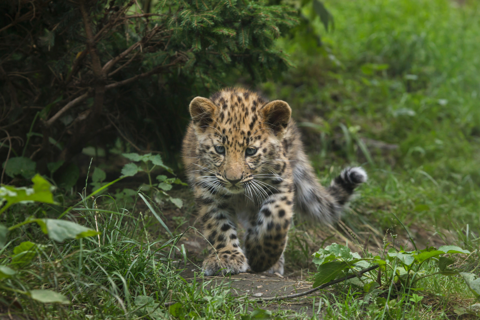 A three-month-old Amur leopard. Image Credit: © Wrangel, Dreamstime.