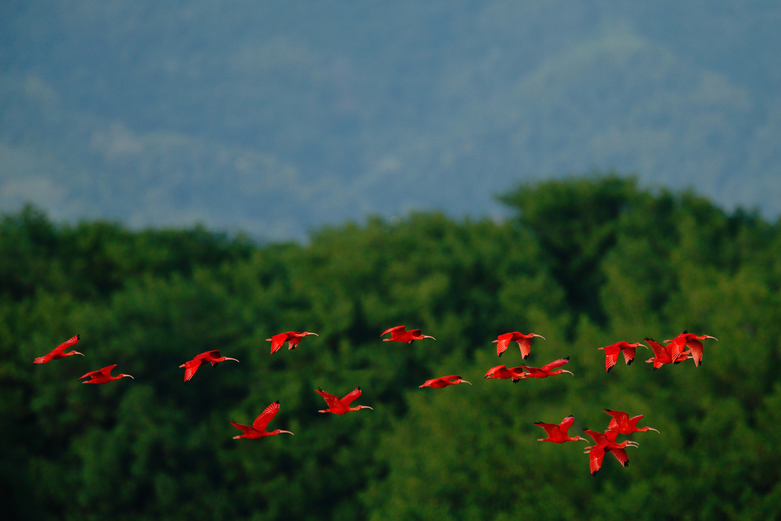 A flock of scarlet ibis, flying above the rainforest. Image Credit: © Ondřej Prosický | Dreamstime.com.