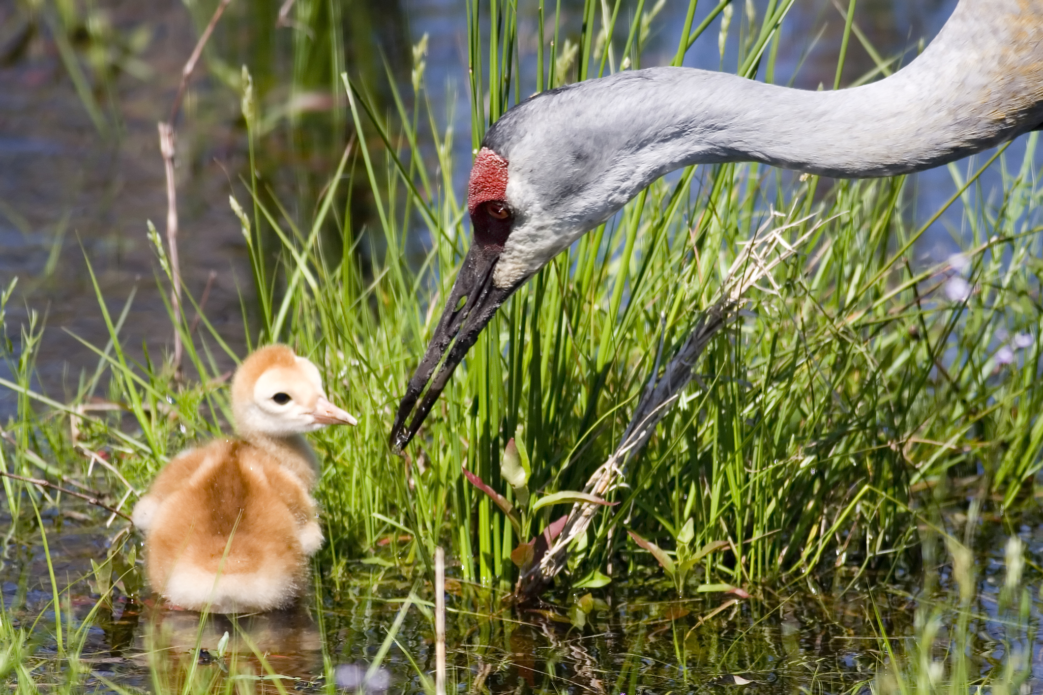 Sandhill crane and chick. Image Credit: © Kirsten Wahlquist, Dreamstime.