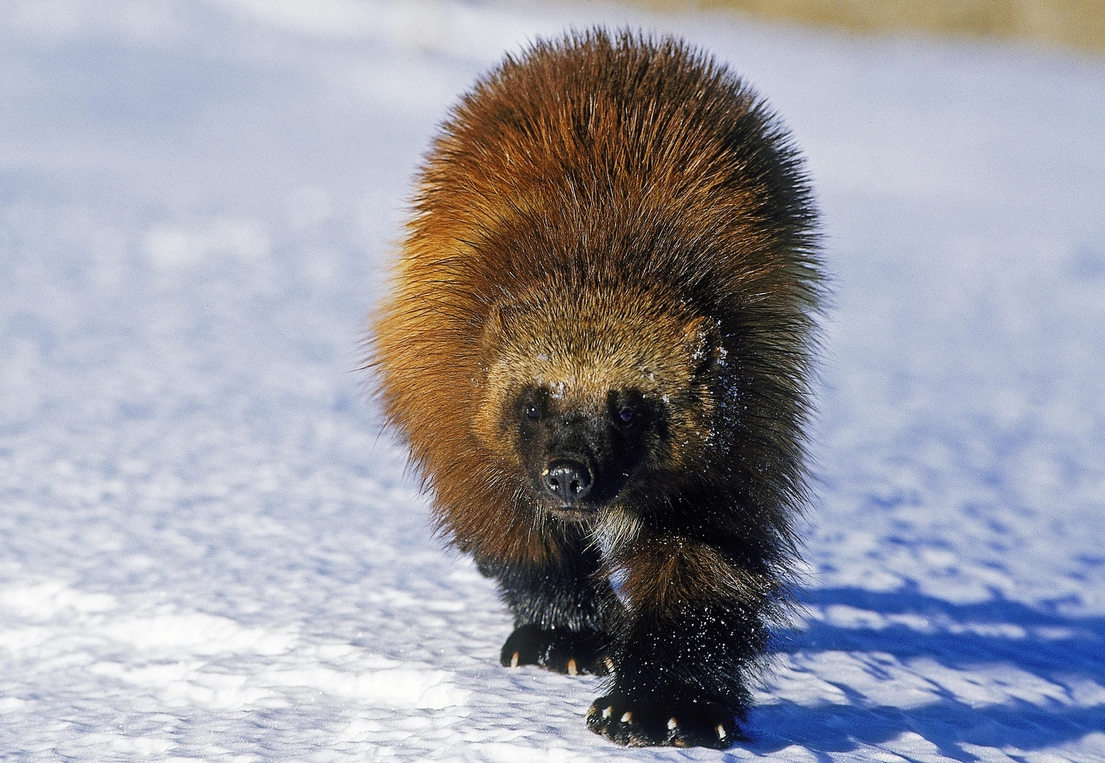 North American wolverine in Canada. Image Credit: © Slowmotiongli, Dreamstime.