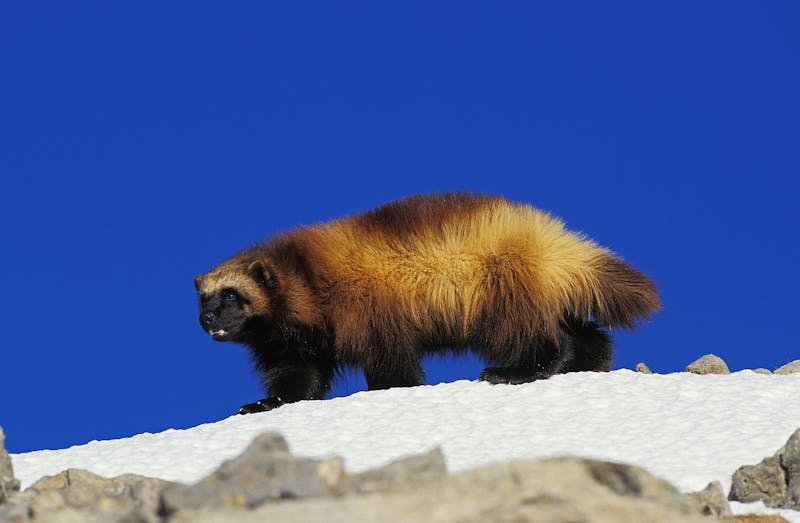 Wolverine (Gulo gulo). Image Credit: © Slowmotiongli, Dreamstime.