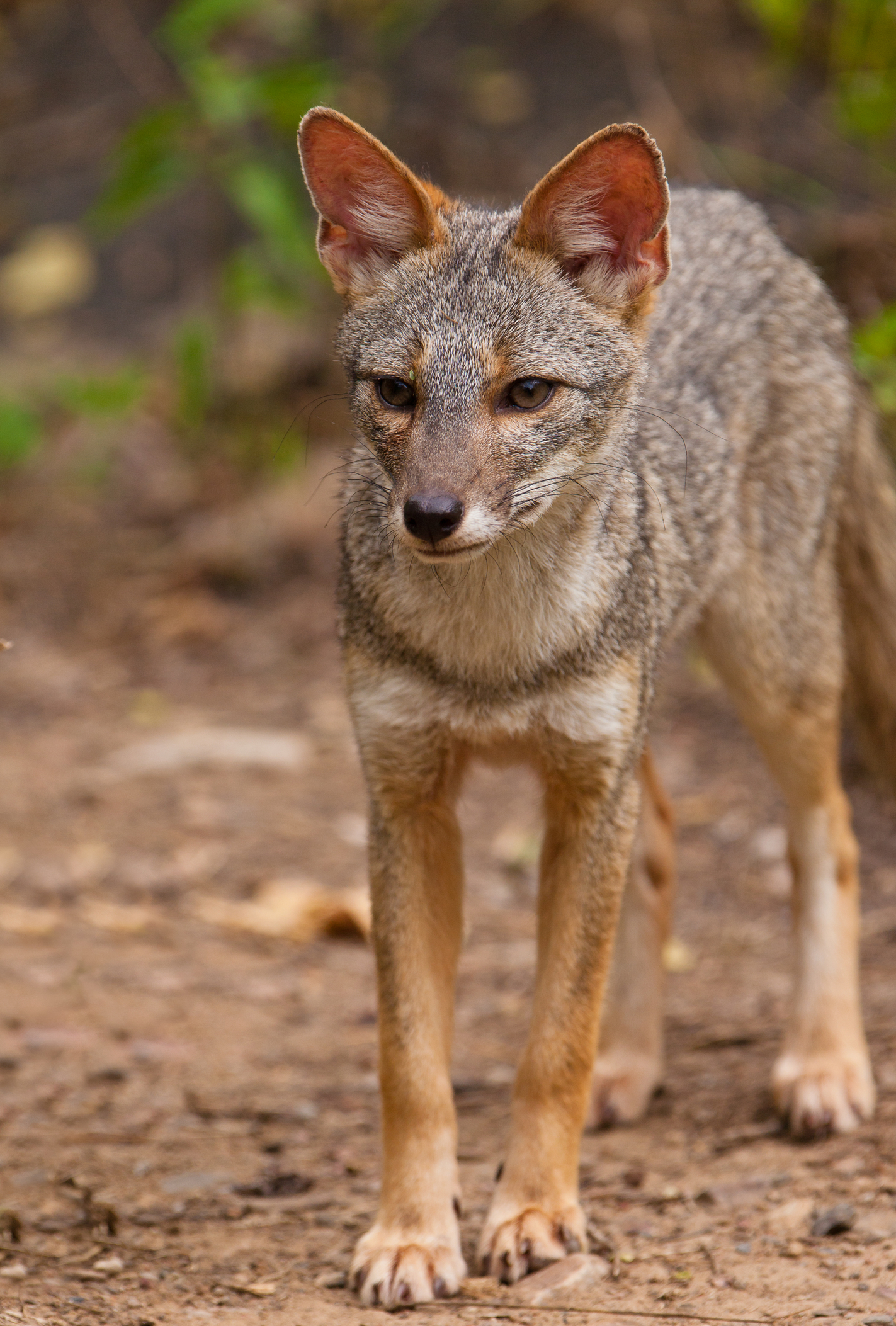 Closeup of a Sechuran fox at Chaparri Nature Reserve, Peru. Image Credit: © Joan Egert, Dreamstime.