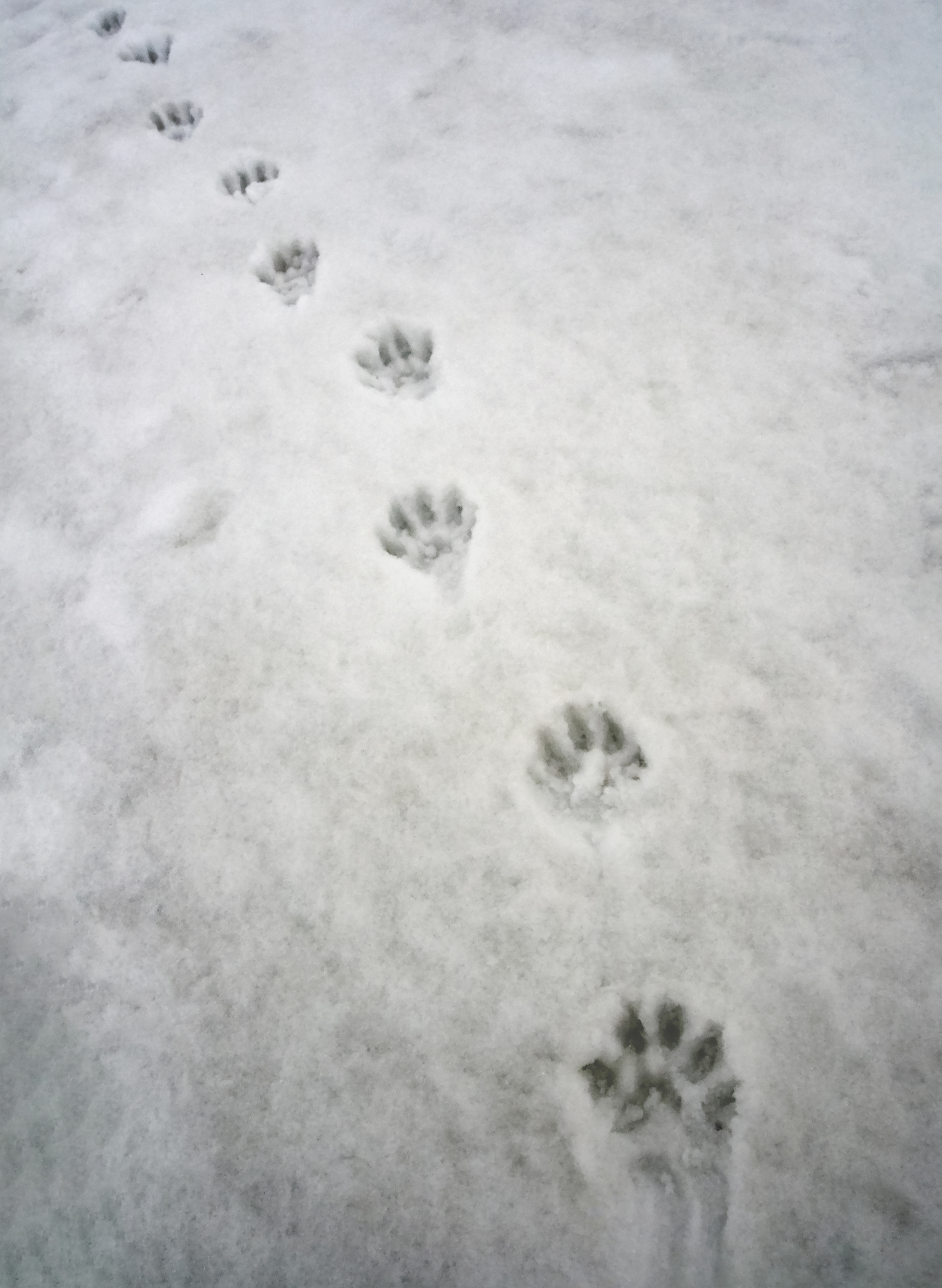 Wolverine paw prints in the snow. Image Credit: © Okyela, Dreamstime.