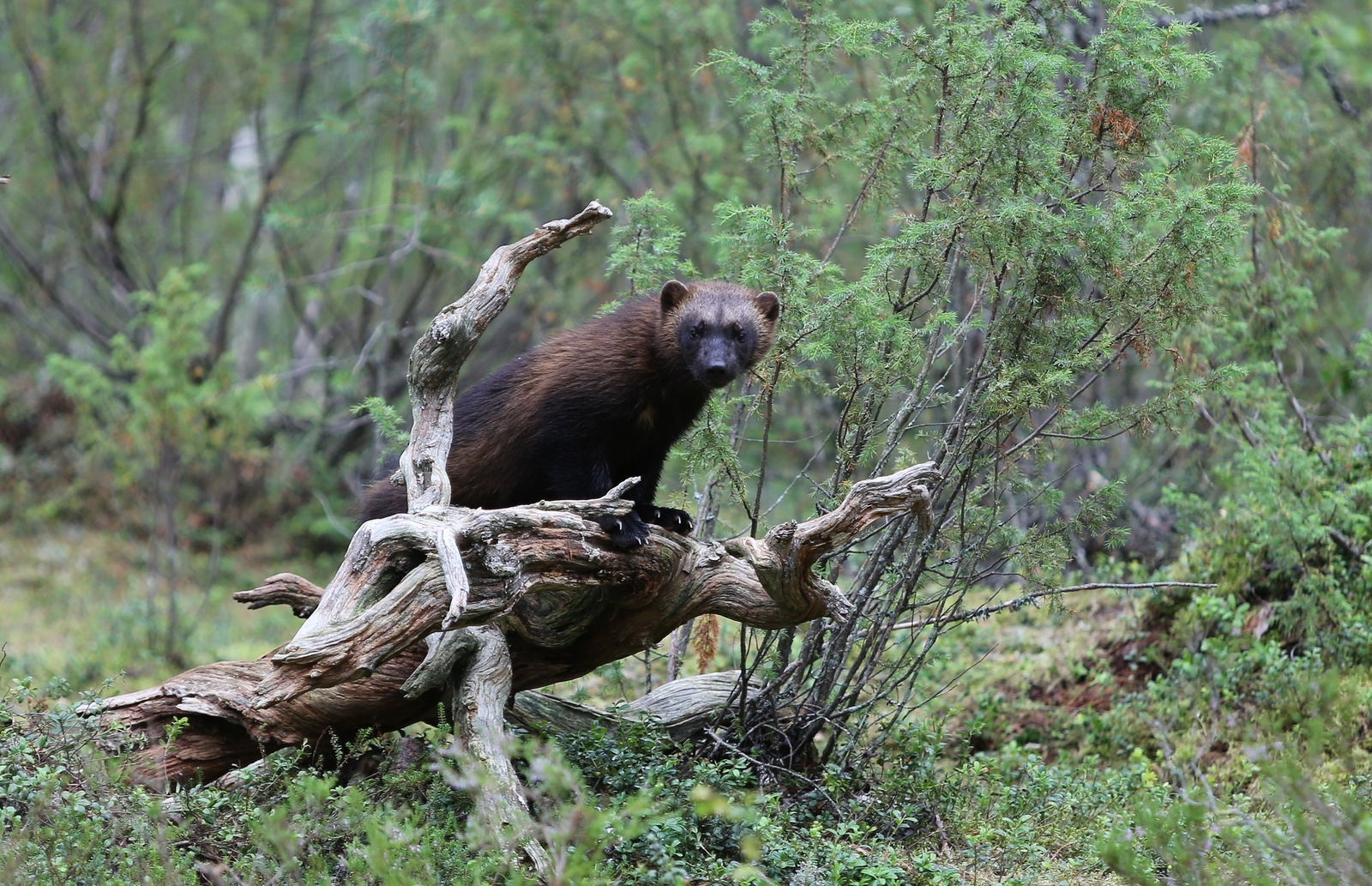 A wild wolverine in Lieksa, Finland. Image Credit: © Esa Lähteenmäki, Dreamstime.