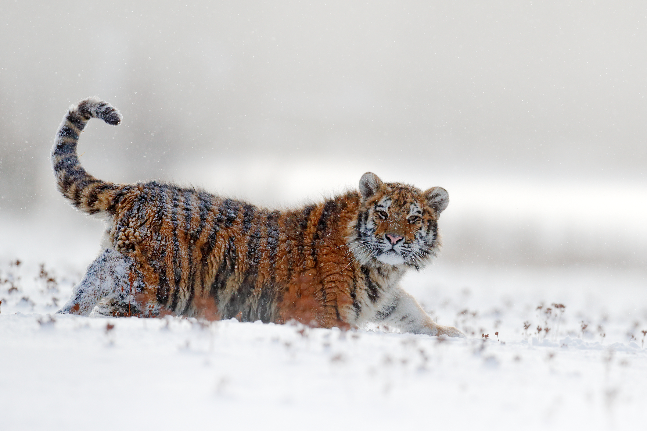 Siberian tiger in snow fall. Image Credit: © Ondrej Prosicky, Dreamstime.