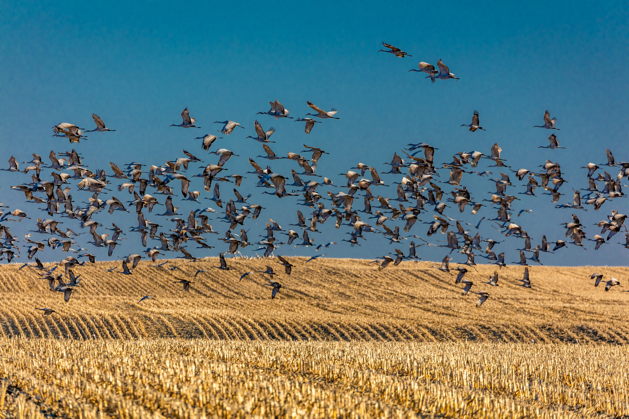 Migratory sandhill cranes fly over cornfield in Grand Island, Nebraska. Image Credit: © Joe Sohm, Dreamstime.