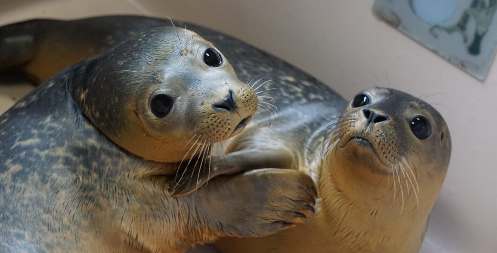 National Marine Life Center