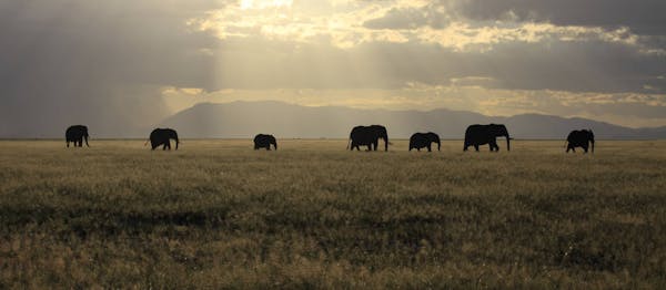 Explore Mammal Assemblages