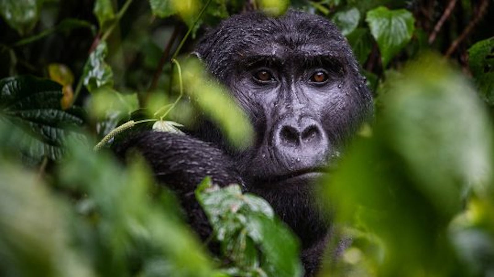 Conservation Through Public Health