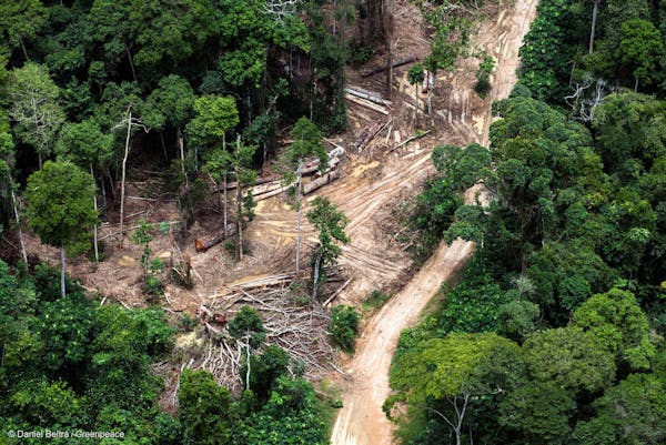 New report reveals industrial expansion threatening Indigenous Lands across the Tropics