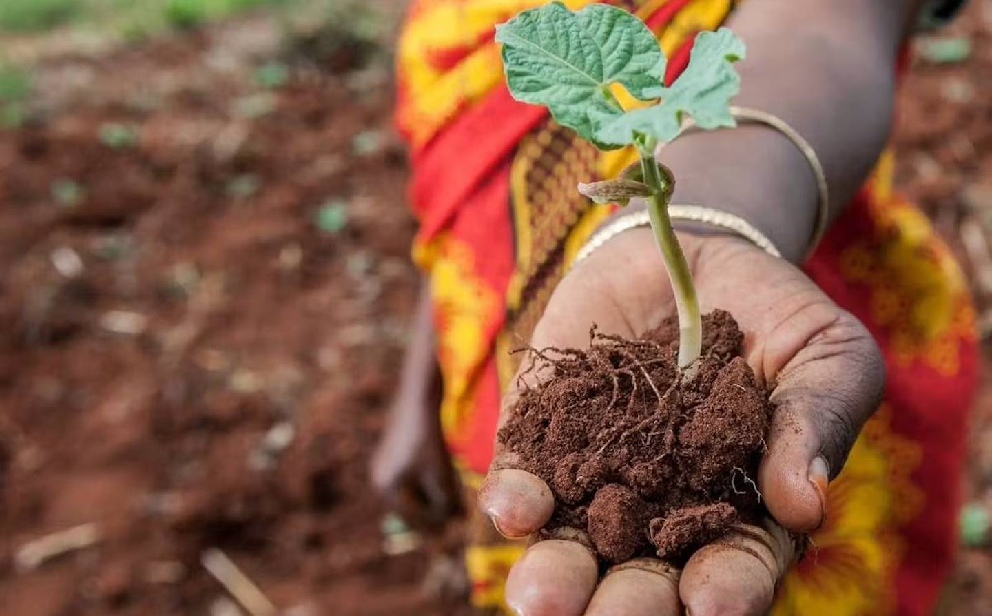 Five projects using community-led regenerative agriculture to fight climate change