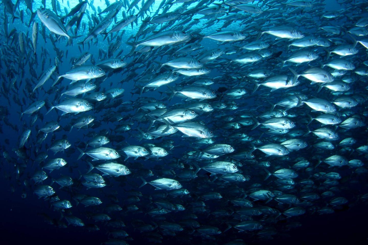 How restoring key wildlife species can be a game-changing climate solution