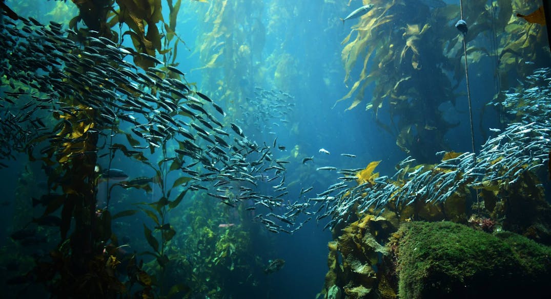 Marine Habitats