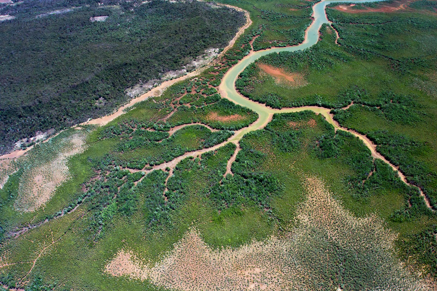 Blue Forests: protecting mangroves with coastal communities