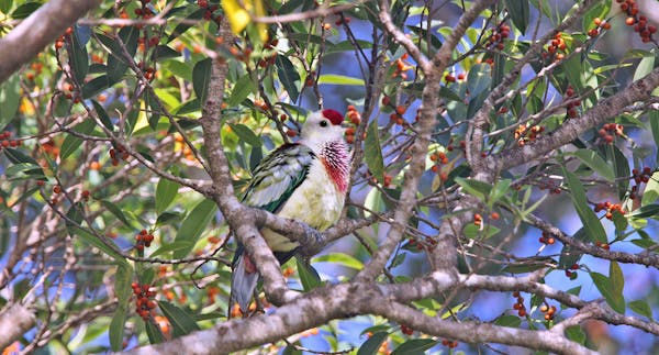 How the many-colored fruit dove helps the tropics flourish