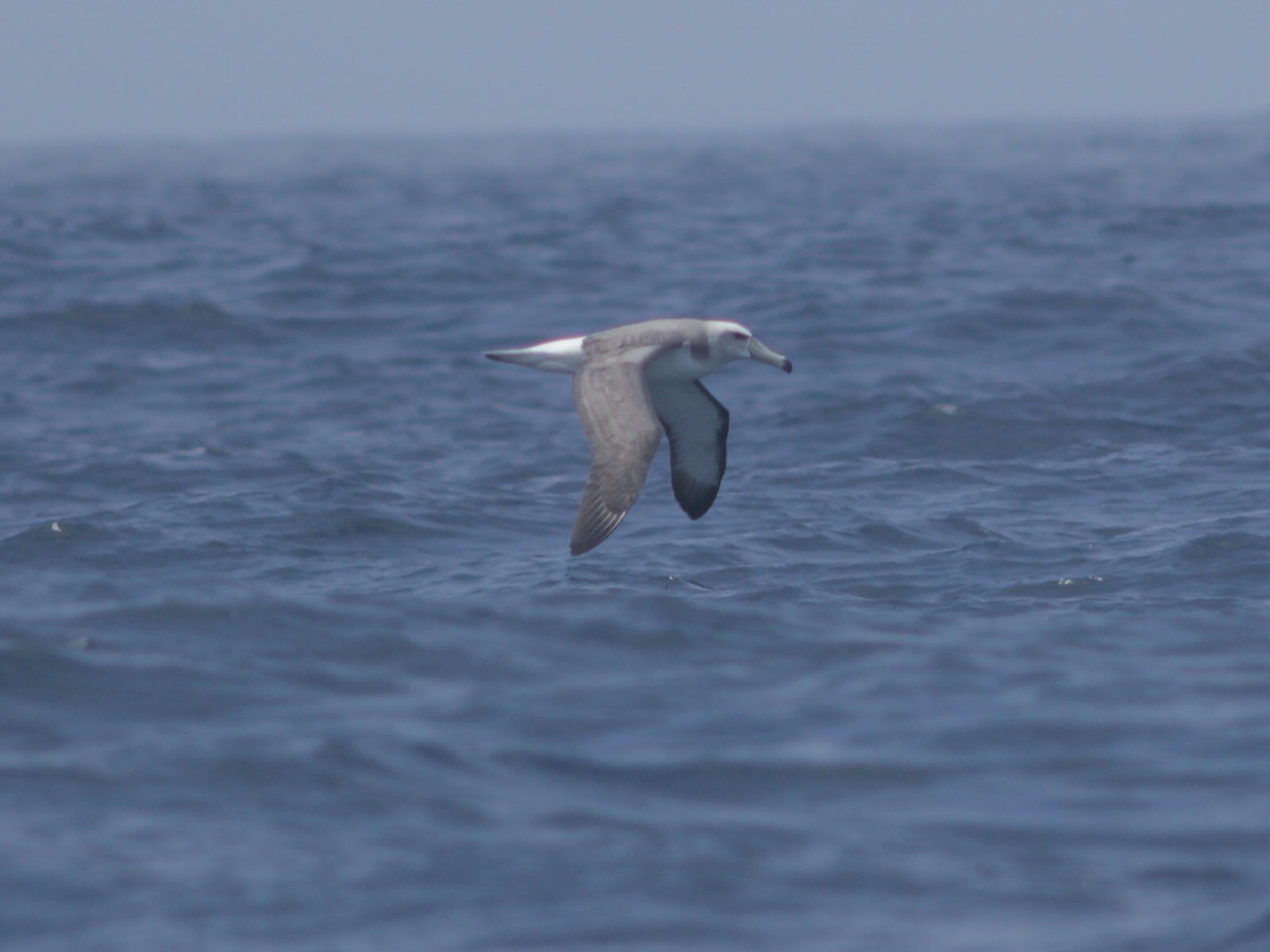 Snowy albatrosses embodying the spirit of the ocean's boundless expanse. Image Credit: Muchaxo, Flickr.