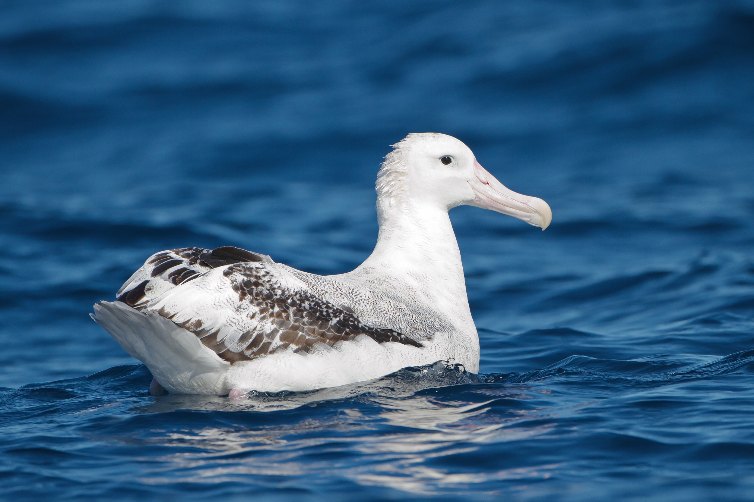 An adult snowy albatross riding the waves of the Southern Ocean. Image Credit: JJ Harrison, WikiCommons.