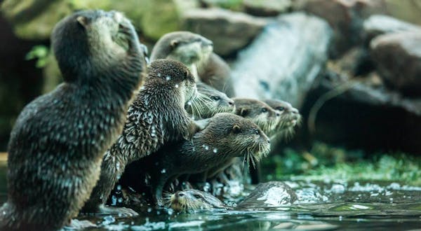 Animating the Carbon Cycle - Supercharging ecosystem carbon sinks to meet the 1.5°C climate target