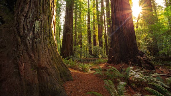 One Earth and Dunya Analytics partner to deliver groundbreaking biodiversity risk analysis