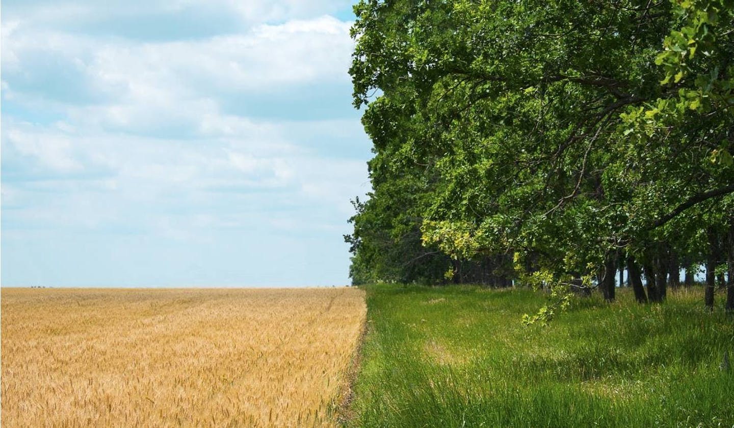 Regenerative Agriculture can play a key role in combating climate change